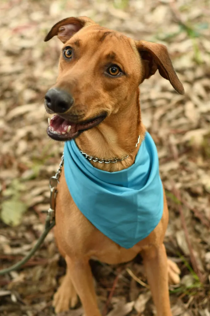 Cachorro ra a SRD-ViraLata idade 2 anos nome Karamelo