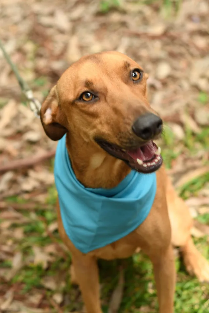 Cachorro ra a SRD-ViraLata idade 2 anos nome Karamelo