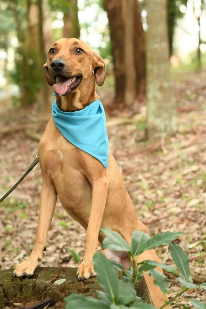 Cachorro ra a SRD-ViraLata idade 2 anos nome Karamelo