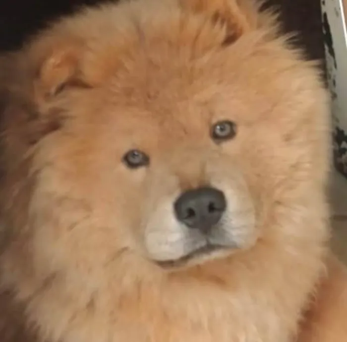 Cachorro ra a Chow Chow idade 2 a 6 meses nome Thor 