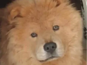 Cachorro raça Chow Chow idade 2 a 6 meses nome Thor 