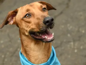 Cachorro raça SRD-ViraLata idade 2 anos nome Karamelo