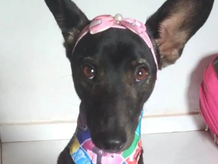 Cachorro ra a Pinscher idade 1 ano nome Rubi 