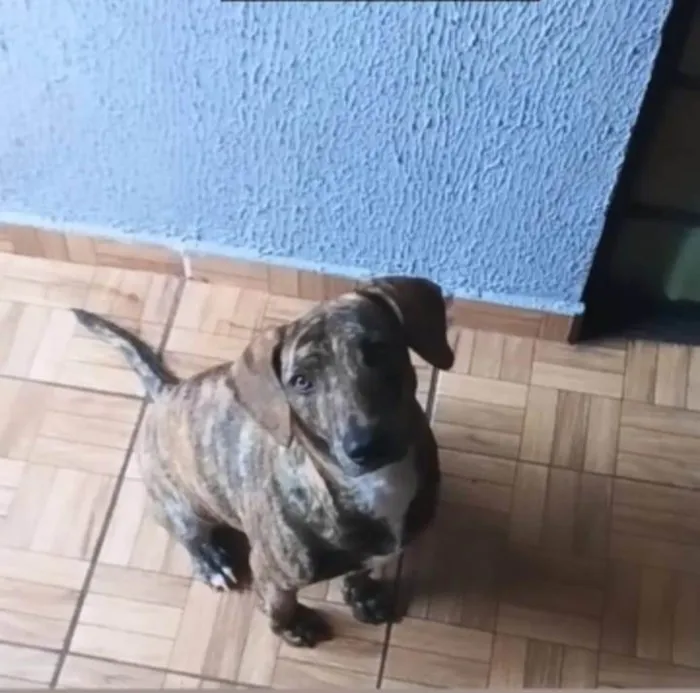 Cachorro ra a Labrador idade 3 anos nome Pantora 