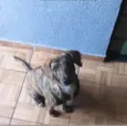 Pantora