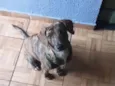 Pantora