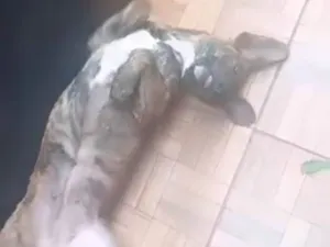 Cachorro raça Labrador idade 3 anos nome Pantora 