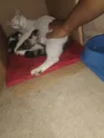 Tita