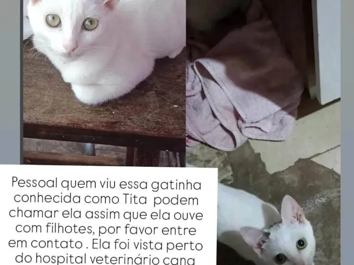 Gato ra a SRD-ViraLata idade 7 a 11 meses nome Tita