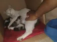 Tita