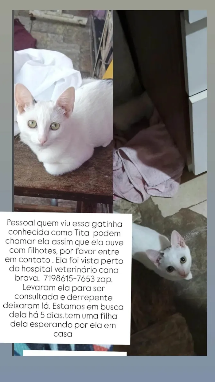 Gato ra a SRD-ViraLata idade 7 a 11 meses nome Tita