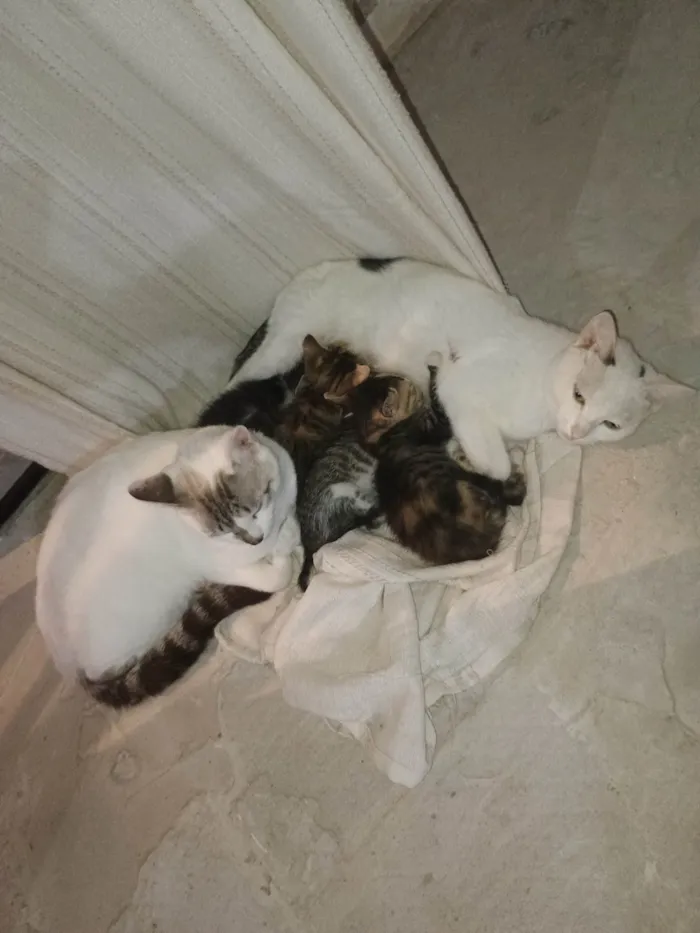 Gato ra a SRD-ViraLata idade 7 a 11 meses nome Tita