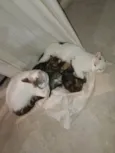 Tita