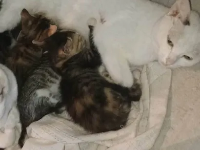Gato raça SRD-ViraLata idade 7 a 11 meses nome Tita