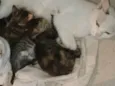 Tita