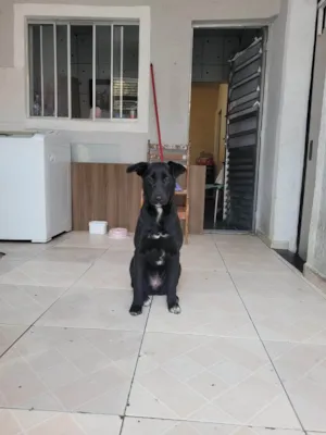 Cachorro raça Labrador idade 7 a 11 meses nome Úrsula 