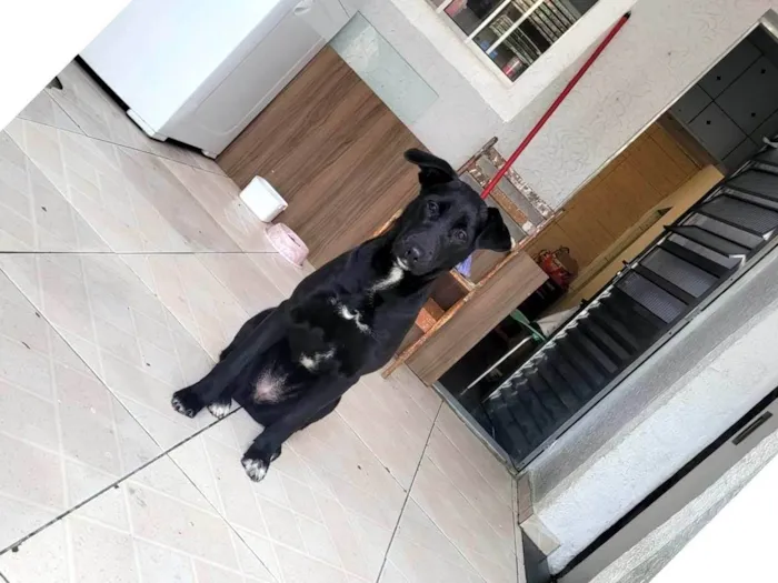 Cachorro ra a Labrador idade 7 a 11 meses nome Úrsula 