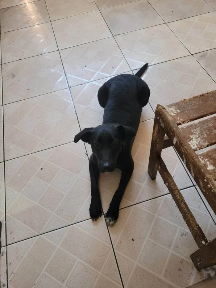 Cachorro ra a Labrador idade 7 a 11 meses nome Úrsula 