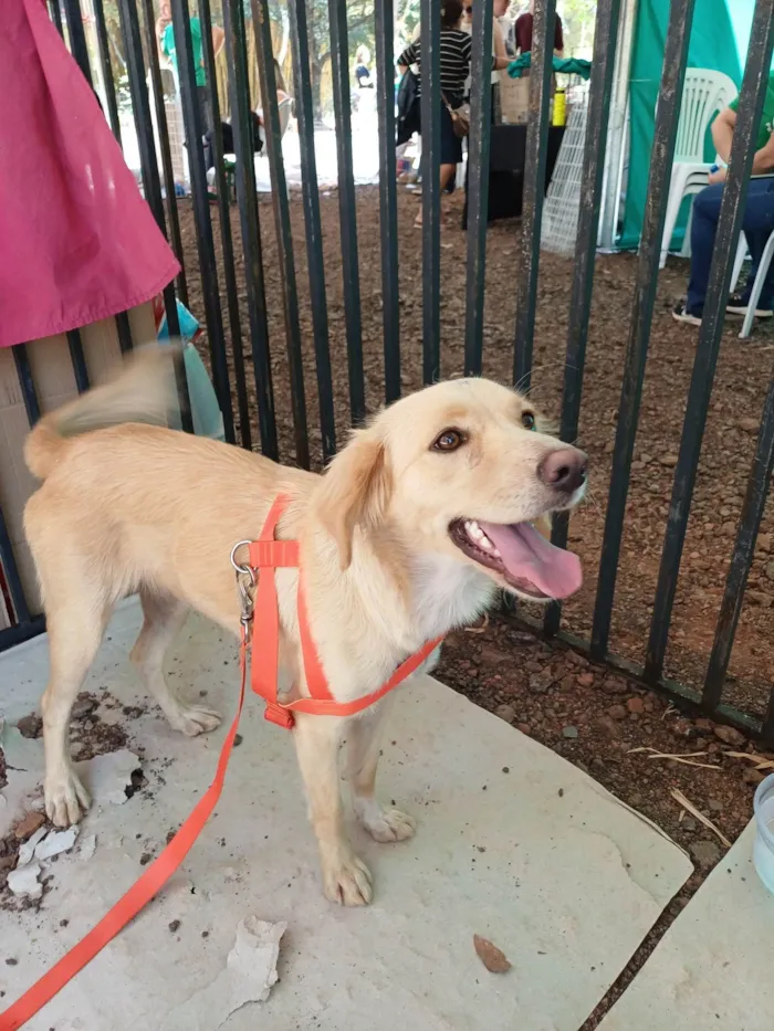 Cachorro ra a SRD-ViraLata idade 1 ano nome Malu