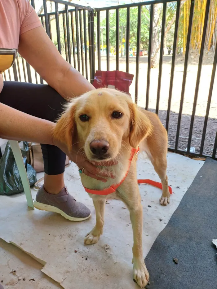 Cachorro ra a SRD-ViraLata idade 1 ano nome Malu