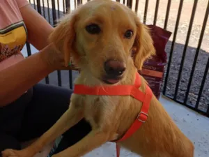 Cachorro raça SRD-ViraLata idade 1 ano nome Malu