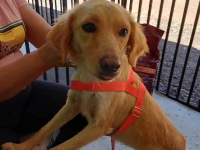 Cachorro raça SRD-ViraLata idade 1 ano nome Malu