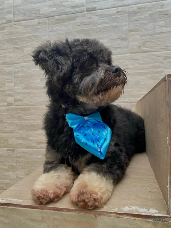 Cachorro ra a Lhasa Apso idade 6 ou mais anos nome Floquinho 