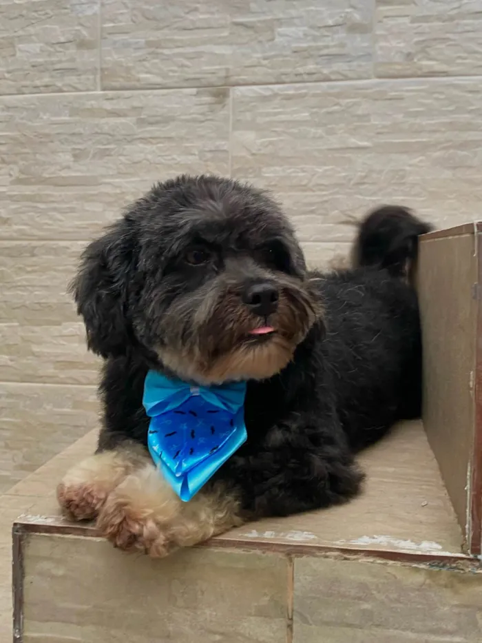 Cachorro ra a Lhasa Apso idade 6 ou mais anos nome Floquinho 
