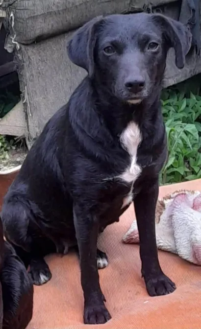 Cachorro raça SRD-ViraLata idade 2 anos nome Pretinha