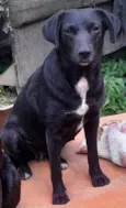 Pretinha