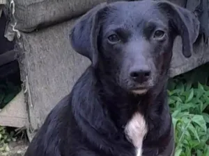 Cachorro raça SRD-ViraLata idade 2 anos nome Pretinha