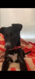 Bela