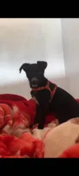 Bela