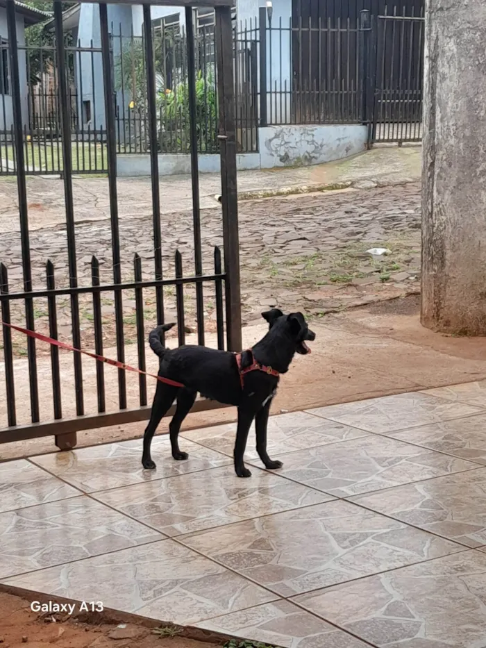 Cachorro ra a SRD-ViraLata idade 7 a 11 meses nome Bela