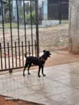 Bela