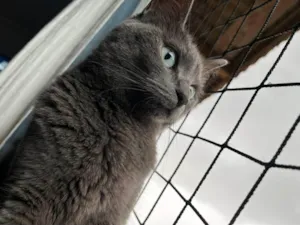 Gato raça SRD-ViraLata idade 2 anos nome Grey