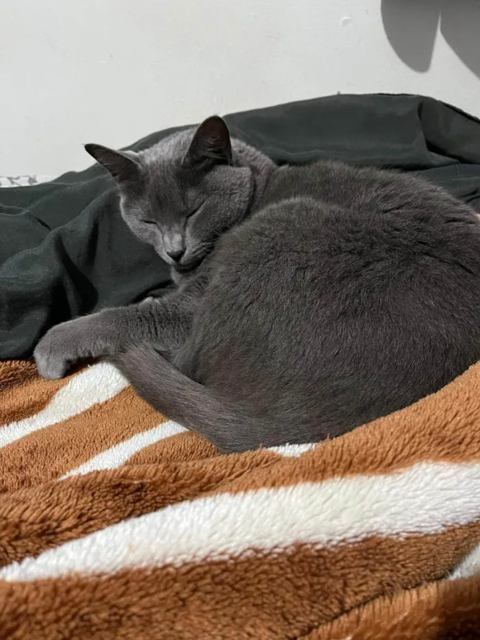 Gato ra a SRD-ViraLata idade 2 anos nome Grey
