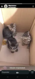Bebes