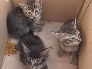 Gato raça SRD-ViraLata idade 2 a 6 meses nome Bebes