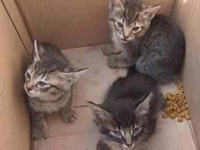 Gato raça SRD-ViraLata idade 2 a 6 meses nome Bebes