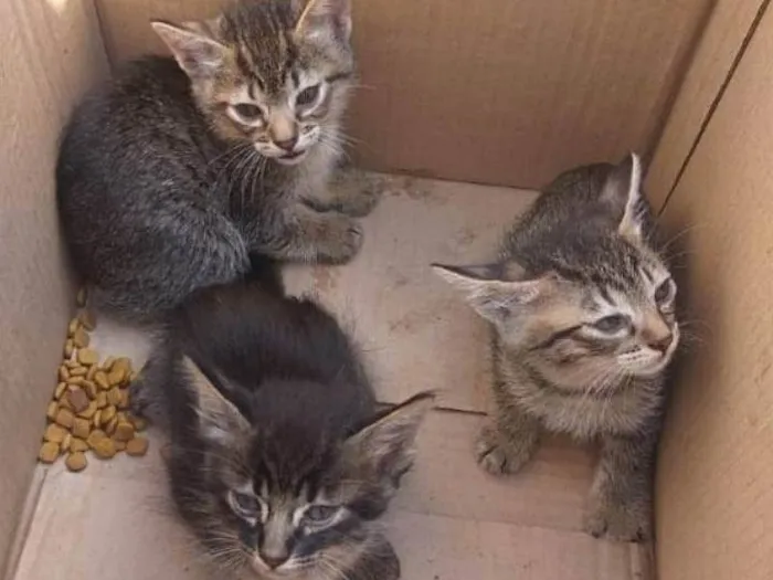 Gato ra a SRD-ViraLata idade 2 a 6 meses nome Bebes