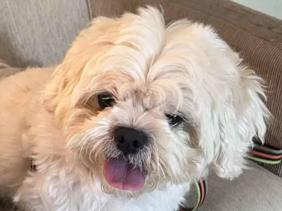 Cachorro raça Shitzu idade 2 anos nome Bartho