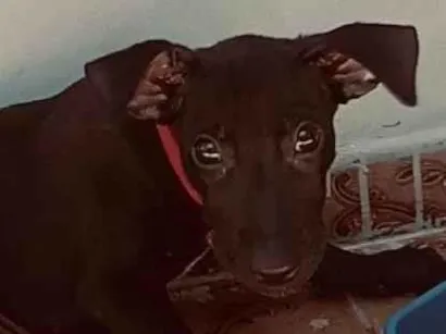 Cachorro raça SRD-ViraLata idade 2 a 6 meses nome Menino