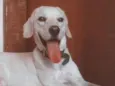 Bob