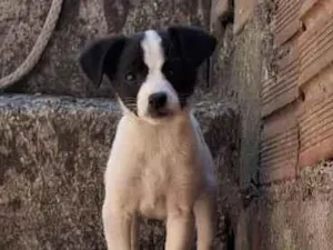 Cachorro raça SRD-ViraLata idade 2 a 6 meses nome Carla sunhene 