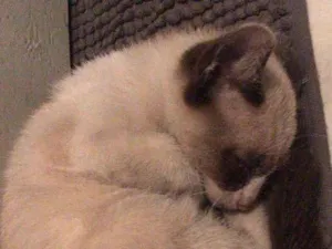 Gato raça SRD-ViraLata idade Abaixo de 2 meses nome Smoky