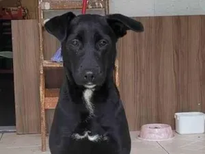 Cachorro raça Labrador idade 7 a 11 meses nome Úrsula 