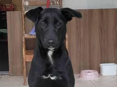 Cachorro raça Labrador idade 7 a 11 meses nome Úrsula 