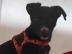 Cachorro raça SRD-ViraLata idade 7 a 11 meses nome Bela