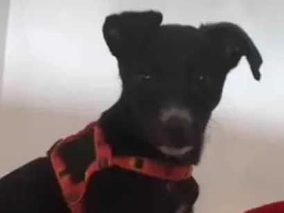 Cachorro raça SRD-ViraLata idade 7 a 11 meses nome Bela